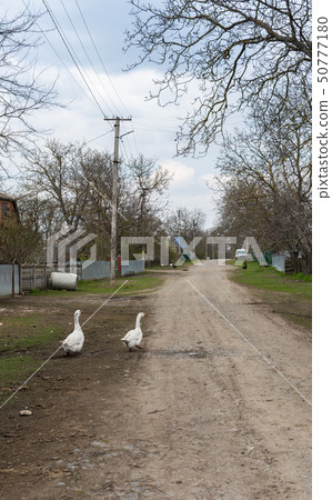 White geese walk around the village 50777180