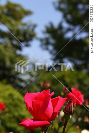 紅色獅子玫瑰色花 照片素材 圖片 圖庫