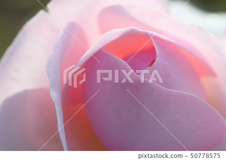 Gertrude Jekyll 50778575