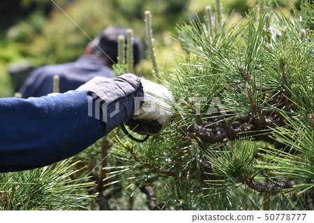 修剪Pinus thunbergii，Midori採摘的工作 50778777