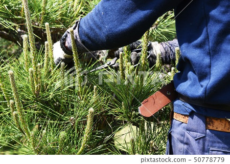 修剪Pinus thunbergii，Midori採摘的工作 50778779