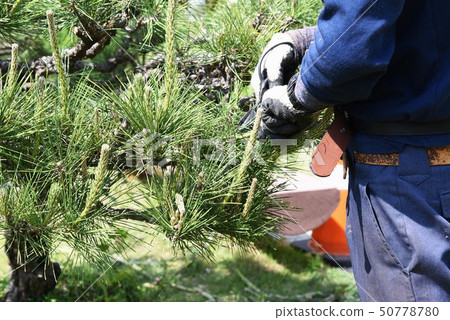 Pruning work of Pinus thunbergii, Midori picking Pruning work of Pinus thunbergii, Midori picking 50778780