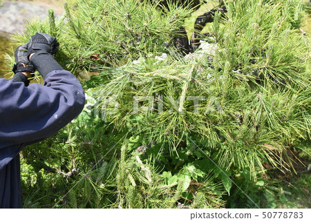 修剪Pinus thunbergii,Midori採摘的工作 修剪Pinus thunbergii,Midori採摘的工作 50778783