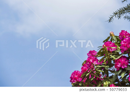 Blue sky and rhododendron 50779033