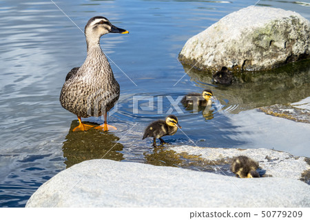 Parent and child of kalgamo Parent and child of kalgamo 50779209