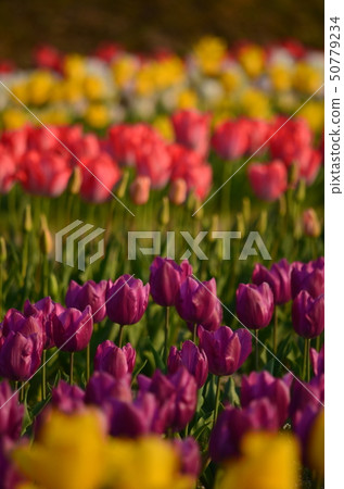 Tulip Tulip 50779234