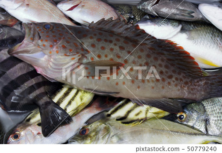 釣魚水果 釣魚水果 50779240