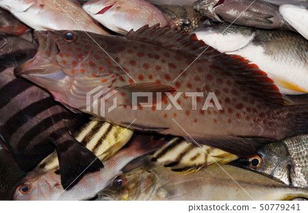 Fishing fishing fruit Fishing fishing fruit 50779241