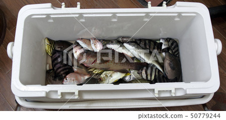 釣魚水果 釣魚水果 50779244