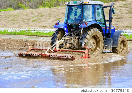 Rice field scratching rice paddy 50779348