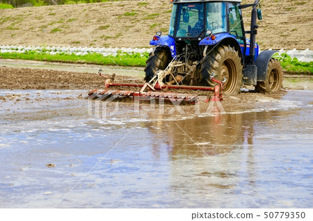 Rice field scratching rice paddy 50779350