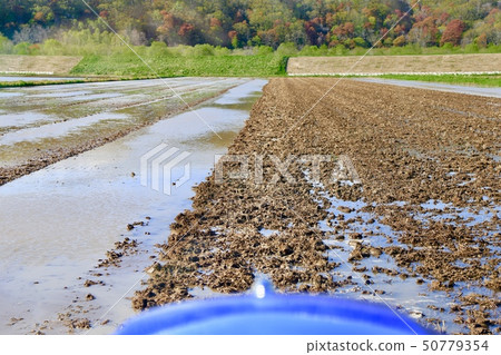Rice field scratching rice paddy 50779354