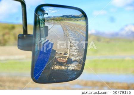 Rice field scratching rice paddy 50779356
