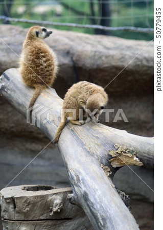 meerkat meerkat 50779455