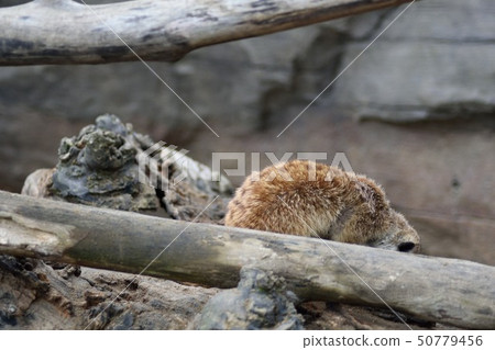 Meerkat back 50779456