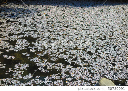 漂浮在河的櫻花瓣1風景 漂浮在河的櫻花瓣1風景 50780091