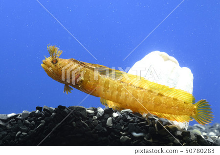 Ginkgo Gimpo Goby Ginkgo Gimpo Goby 50780283