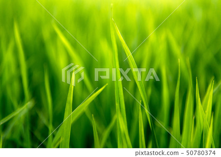 Rice on field. Green leaves. 50780374