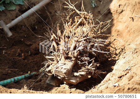 Extraction operation 50780651