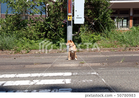 Shiba Inu Shiba Inu 50780983