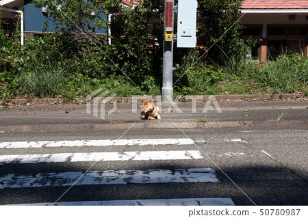 Shiba Inu 50780987