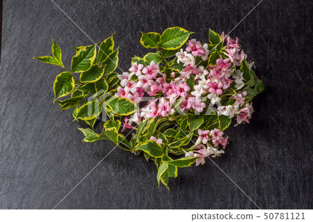 Utsugi flower Japanese flower Deutzia crenata flower Japan 50781121