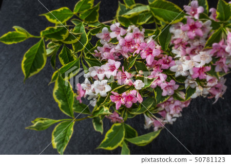 Utsugi花日本花Deutzia crenata花日本 50781123