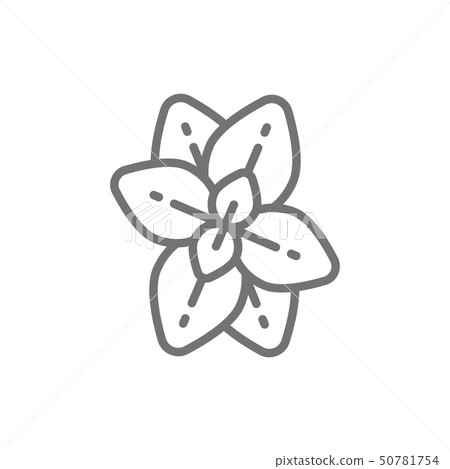 Oregano, mint, basil line icon. Isolated on white background 50781754