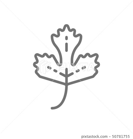 Parsley, herb, spice line icon. Isolated on white background 50781755