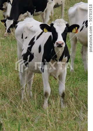 Hokkaido Sarumo Cattle grazing cattle 50781918