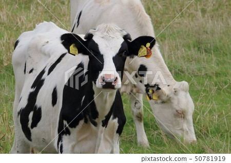 Hokkaido Sarumo Cattle grazing cattle 50781919