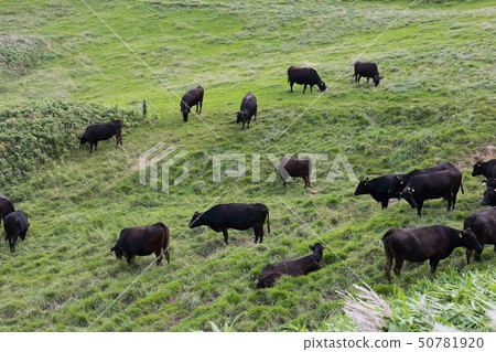 Hokkaido Wakkanai Soya hills and black beef 50781920