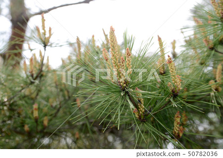 松樹芽 50782036