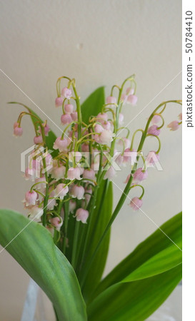 Suzuran Suzuran White Background White Background California lily of the valley muget Suzuran Suzuran White Background White Background California lily of the valley muget 50784410