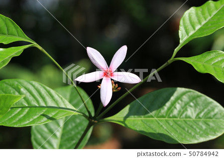 Pink Kopsia flower with green leaves 50784942