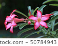 Pink Azelea flowers on dark garden background 50784943