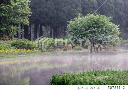 Hiraike in May Takashima City, Shiga Prefecture Imazu Town 50785142