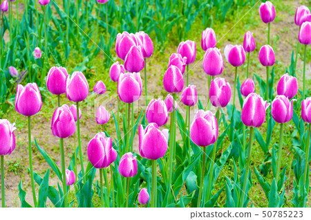 色拉高原農場的鬱金香田地（2019年5月） 50785223