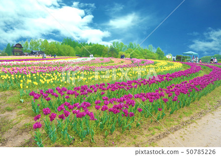 色拉高原農場的鬱金香田地(2019年5月) 色拉高原農場的鬱金香田地(2019年5月) 50785226