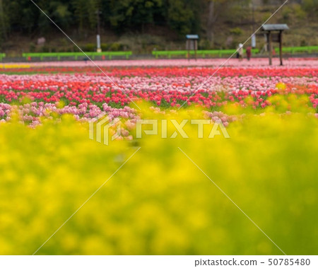 鬱金香領域 50785480
