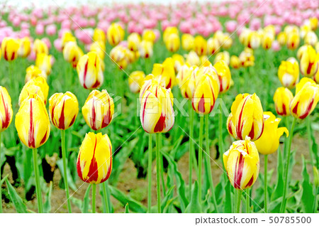 Tulip fields on the Sera plateau farm (May 2019) 50785500
