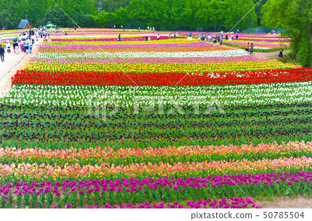 Tulip fields on the Sera plateau farm (May 2019) 50785504