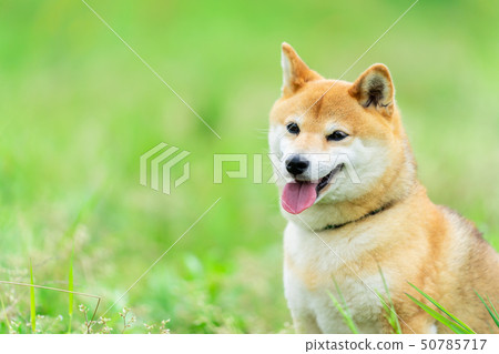 Shiba Inu狗在綠色背景國內狗日本狗一般狗步行戲劇 50785717