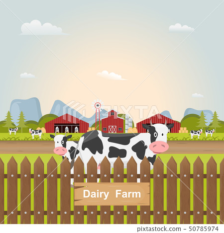 dairy farm, milk cow inside farm at countryside. 50785974