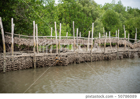 Oyster farm in mangrove forest area at sea 50786089