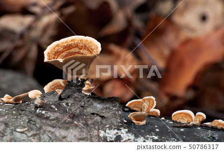 Saprobic fungus Stereum hirsutum 50786317