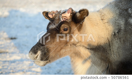 Portrait of a reindeer in winter Portrait of a reindeer in winter 50786561