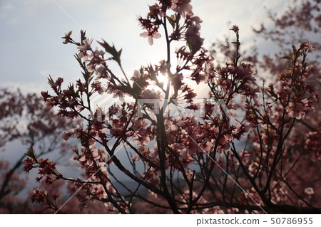 Cherry Blossoms Cherry Blossoms 50786955