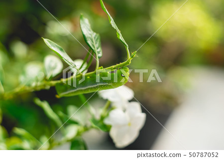 caterpillar in garden caterpillar in garden 50787052