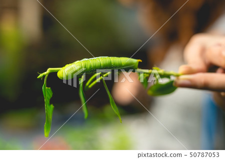 caterpillar in garden  50787053